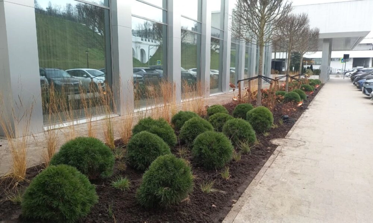 В Ярославле завершили реновацию на месте срубленных елей у Речного вокзала В Ярославле завершили реновацию на месте срубленных елей у Речного вокзала