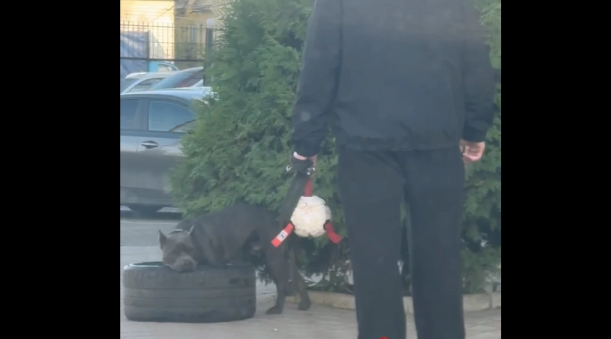 Ярославцу грозит штраф за игру собаки с покрышкой на тротуаре Ярославцу грозит штраф за игру собаки с покрышкой на тротуаре