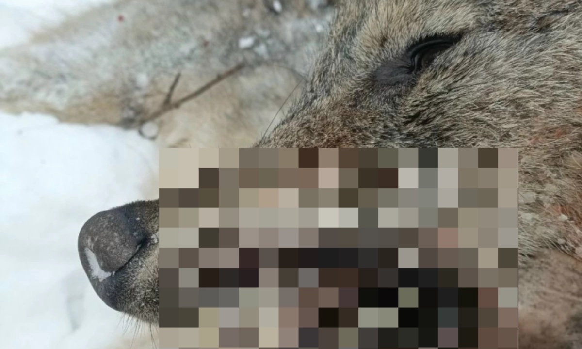 В Ярославской области убили волка-одиночку, загрызшего домашнюю собаку