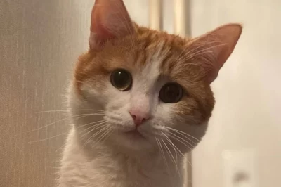 В Ярославской области сообщают о повторившейся истории кота Твикса