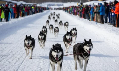 В Ярославле призер ездовых гонок на собаках потребовал полмиллиона за нападение овчарки &nbsp;