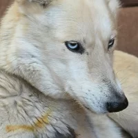 В Ярославской области волонтеры прокомментировали версию с &laquo;задушенными кроликами&raquo;