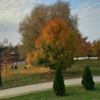 В выходные золотая осень попрощается с ярославцами