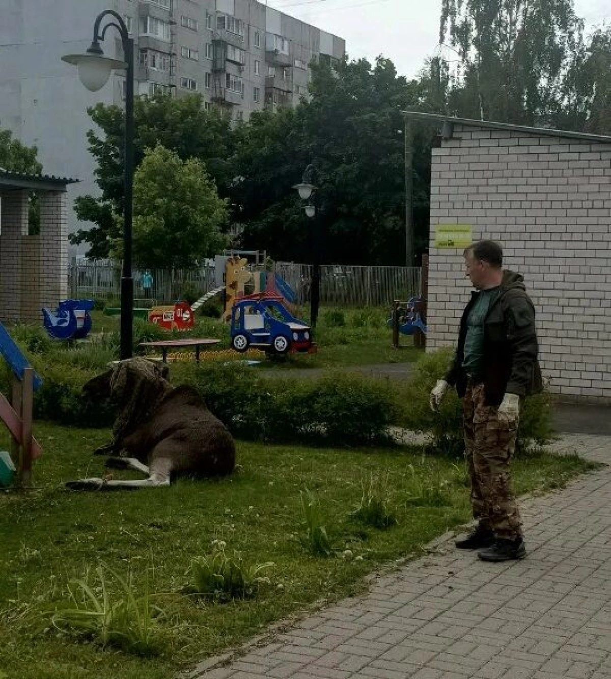 В Ярославле прошла спецоперация по спасению лося в детском саду В Ярославле прошла спецоперация по спасению лося в детском саду