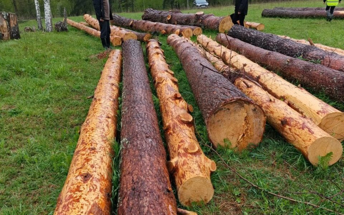 В Ярославской области будут судить «черного лесоруба»