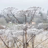В Ярославской области утвержден перечень чужеродных растений