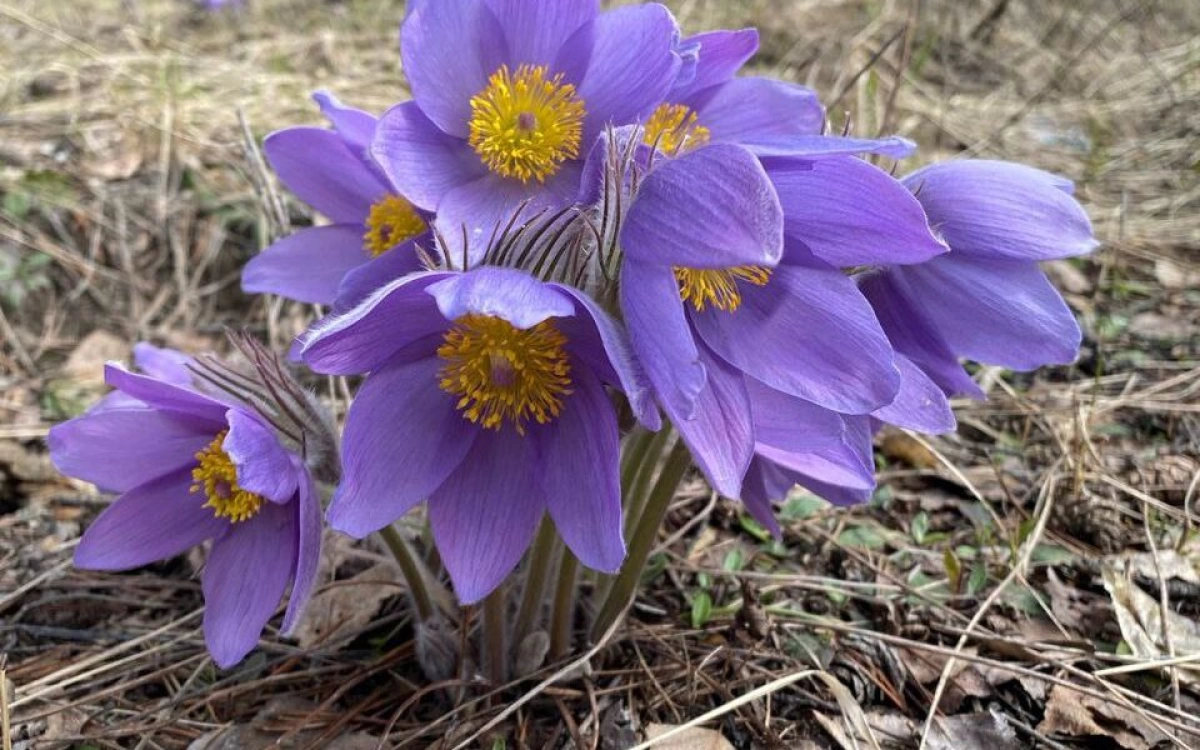 Ярославцам пообещали раннюю и бурную весну