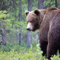 В Ярославской области ввели ограничения из-за брачного сезона медведей