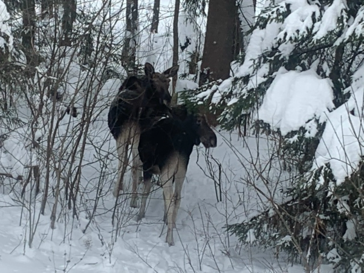 Ярославский депутат поделилась фото лосиной троицы