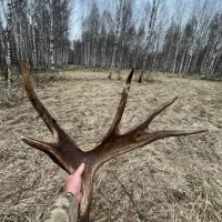 В Ярославской области охотники за лосиными рогами завершают сезон