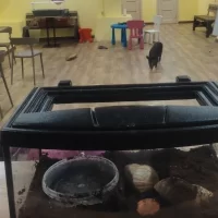 Ярославское антикафе предостерегли из-за нарушения трудовых прав свиней