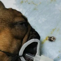 В Ярославской области ветеринары извлекли из бульдога проглоченное украшение