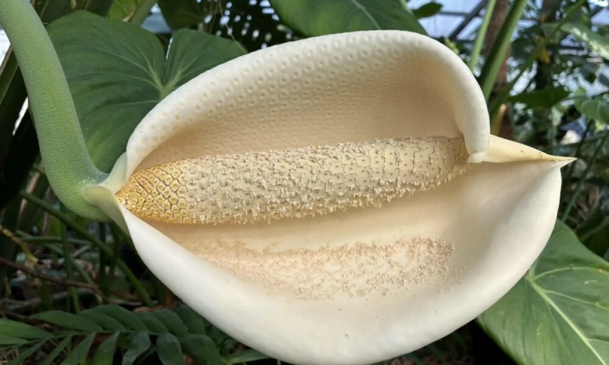 В Ярославле зацвела монстера деликатесная