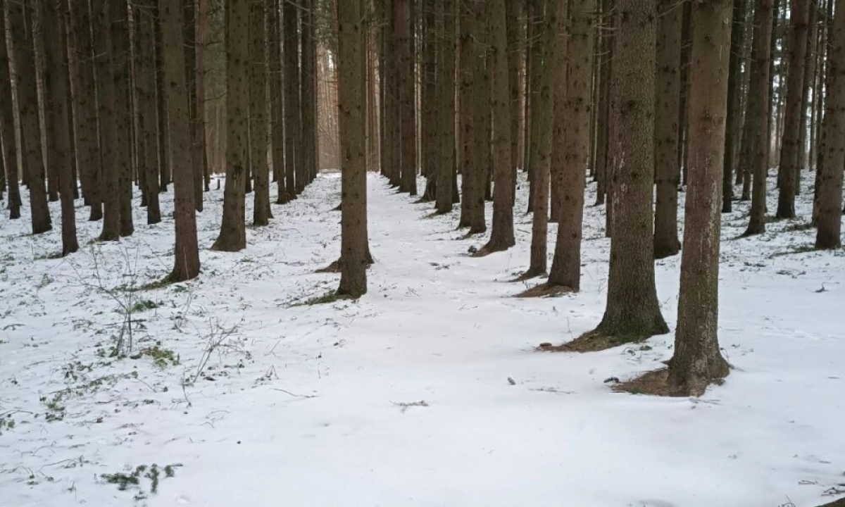 Тутаевцы всем миром отстояли сосновый бор от «оздоровительной» вырубки Тутаевцы всем миром отстояли сосновый бор от «оздоровительной» вырубки