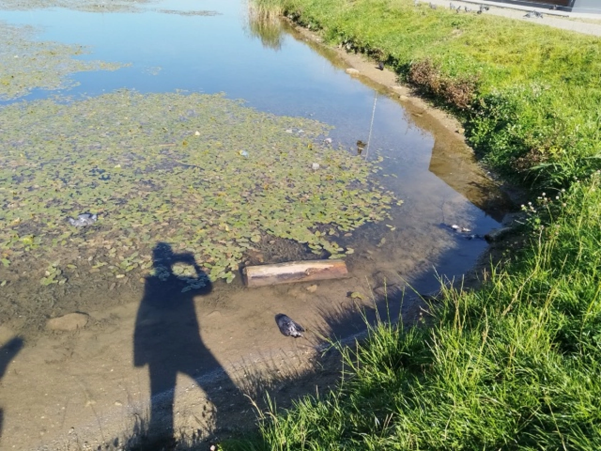 У погибших в ярославских Ивняках голубей не выявили инфекции У погибших в ярославских Ивняках голубей не выявили инфекции