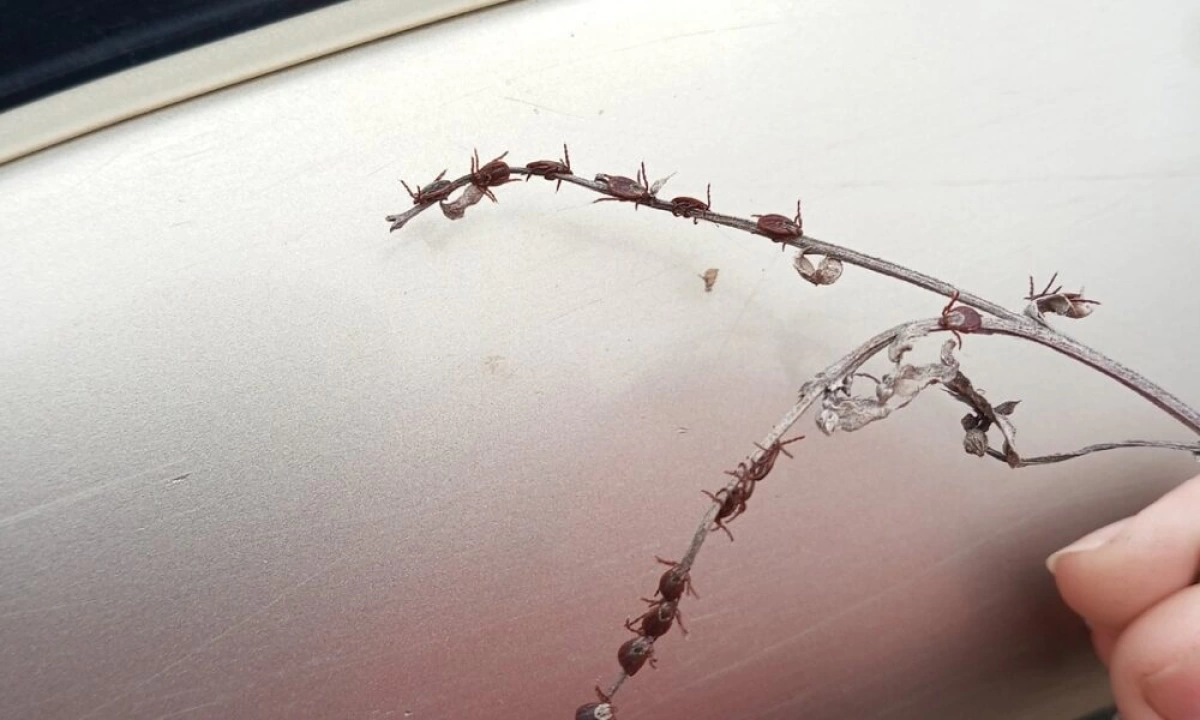 В Ярославской области зафиксировали 15 случаев укусов клещей В Ярославской области зафиксировали 15 случаев укусов клещей