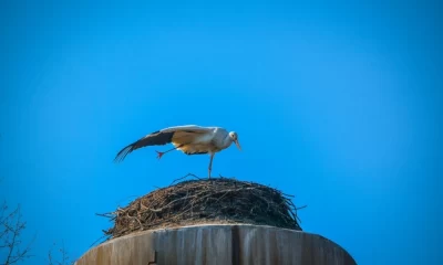 В Ярославскую область прилетели первые аисты