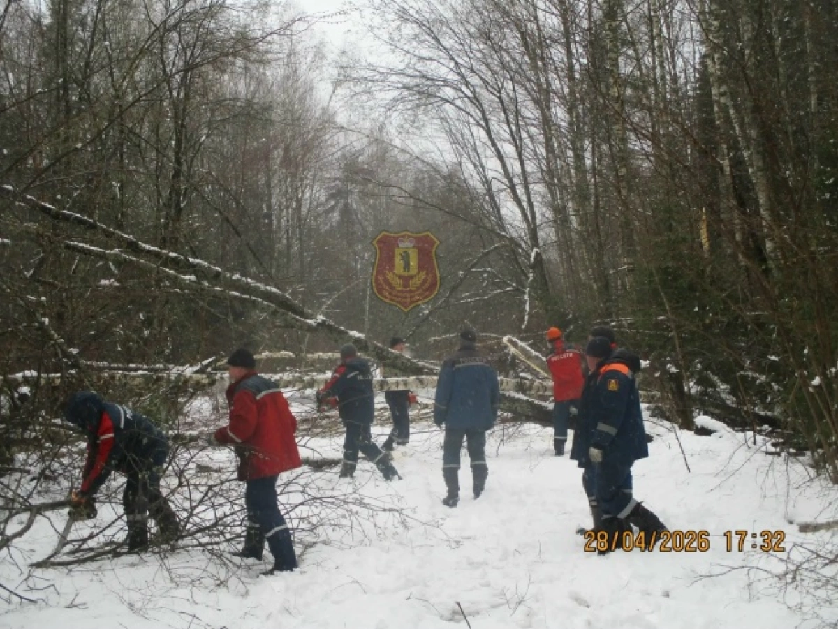 В Ярославской области упавшими в снежный шторм деревьями завалило дорогу &nbsp;&nbsp;