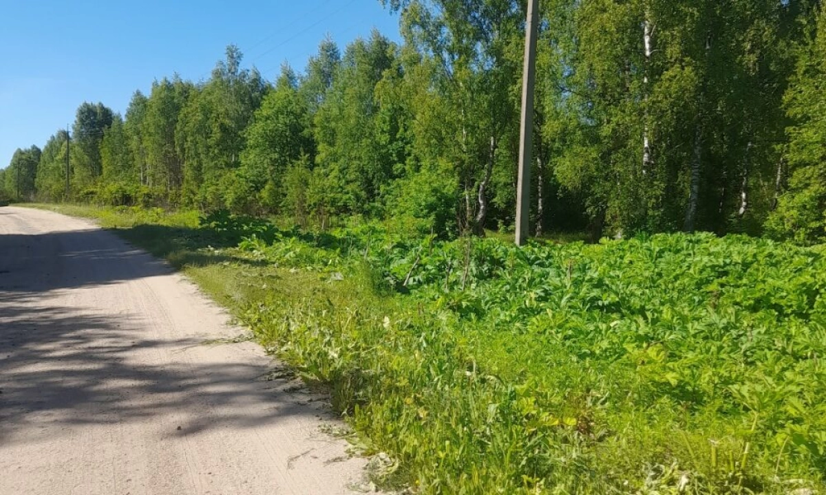 В Ярославской области выяснят, чей борщевик ведёт наступление на Сахареж В Ярославской области выяснят, чей борщевик ведёт наступление на Сахареж