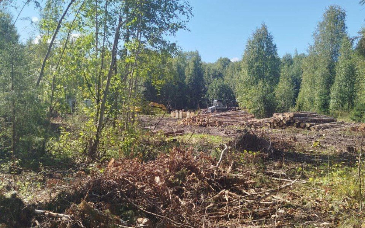 В Ярославский области с бизнесменов взыскали три миллиона за вырубку молодого леса &nbsp;