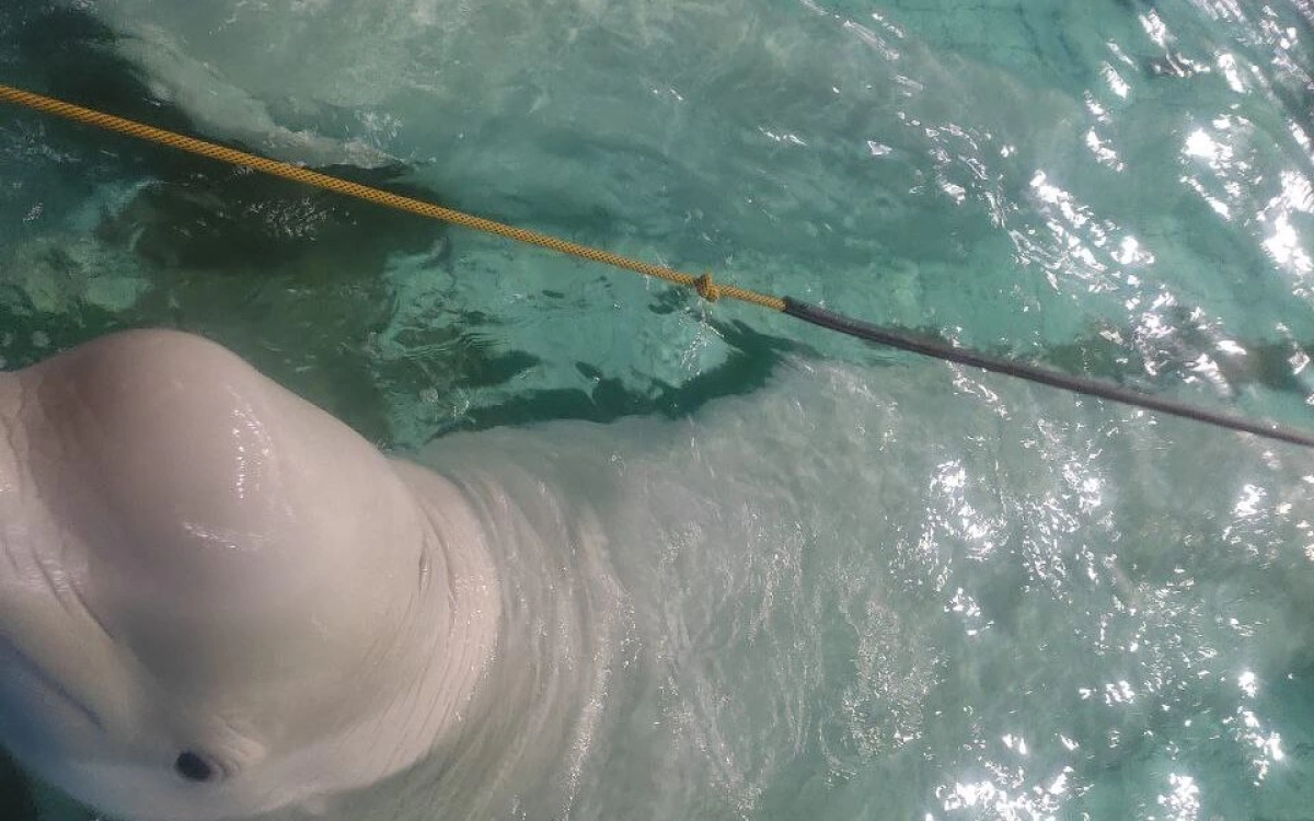 Факт покуса полярного кита в Ярославском дельфинарии не подтвердился Факт покуса полярного кита в Ярославском дельфинарии не подтвердился