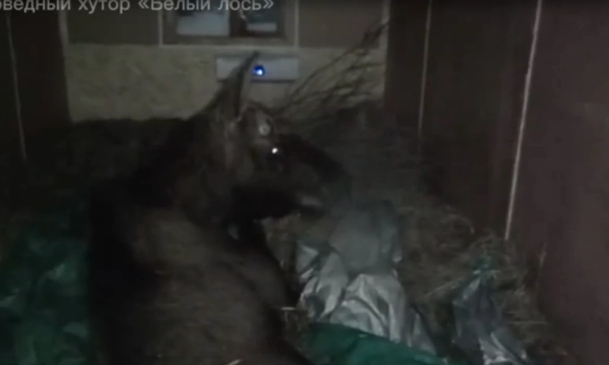 Ярославский лось Октябрь благополучно прибыл в реабилитационный центр