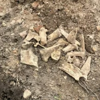 В центре Ярославля при земляных работах обнаружены кости