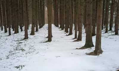 Под Ярославлем жители требуют предотвратить вырубку соснового леса