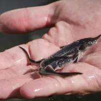 <br />
<b>Notice</b>:  Undefined variable: title_field in <b>/var/www/s246446/data/www/tutaev.city/templates/portal/controllers/content/widgets/list/list_news_custom.tpl.php</b> on line <b>21</b><br />
<br />
<b>Notice</b>:  Undefined index:  in <b>/var/www/s246446/data/www/tutaev.city/templates/portal/controllers/content/widgets/list/list_news_custom.tpl.php</b> on line <b>21</b><br />
