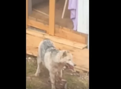 В Ярославской области живодеры отрубили лапу попавшей в капкан собаке