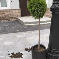 Мэр Ярославля высказался о деревьях в кадках на улице Нахимсона