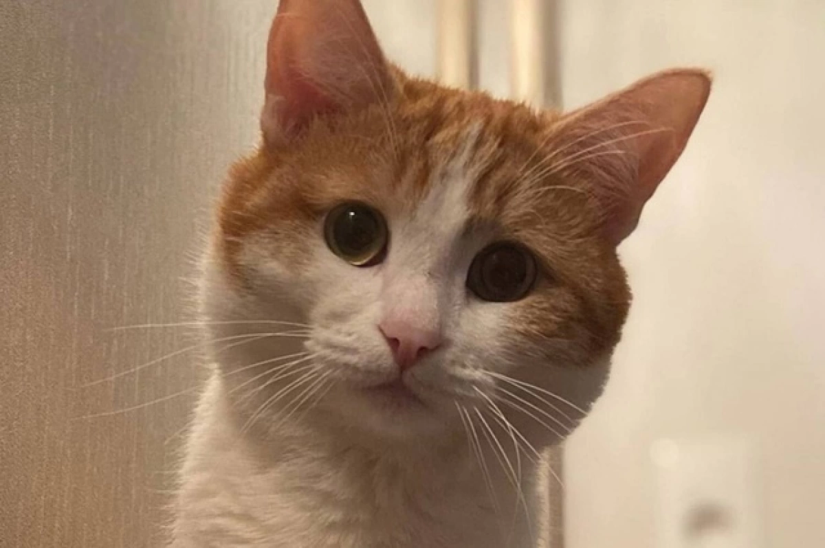 В Ярославской области сообщают о повторившейся истории кота Твикса В Ярославской области сообщают о повторившейся истории кота Твикса