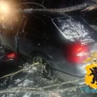 В Ярославской области упавшие на дороги деревья приводят к ДТП