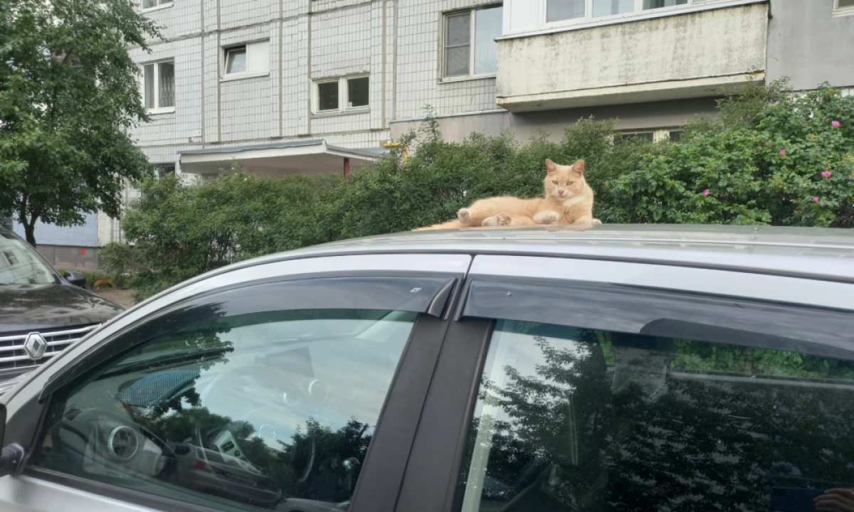 Ярославец отсудил компенсацию за погибшего на самовыгуле кота
