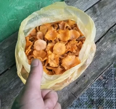 Ярославцы продолжают собирать в лесах декабрьские лисички