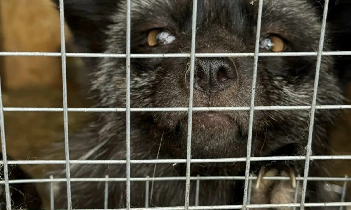 В ярославском сафари-парке норка укусила ребенка