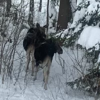 В Ярославской области браконьеры получили условный срок