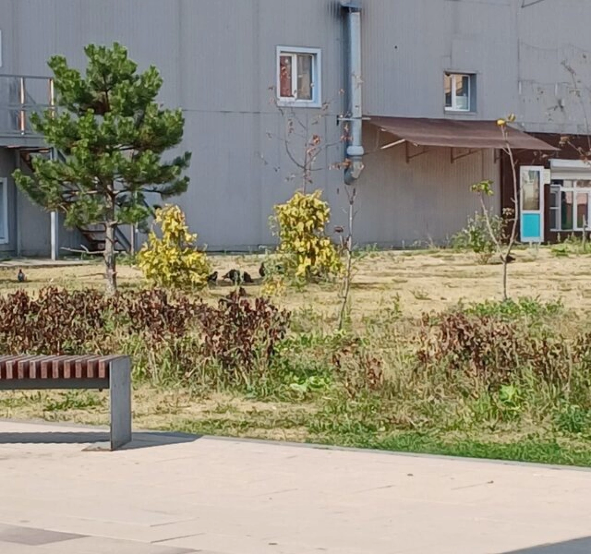 Заволжский сквер страдает от засухи: жители просят о помощи