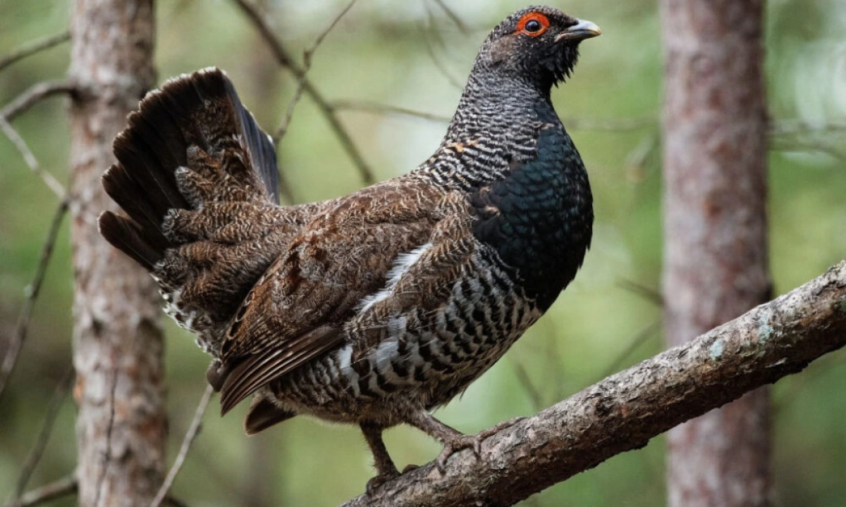 В Ярославской области суд обязал защитить леса вокруг глухариных токов В Ярославской области суд обязал защитить леса вокруг глухариных токов