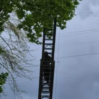 В Ярославской области пожарные помогли снять кошку с дерева