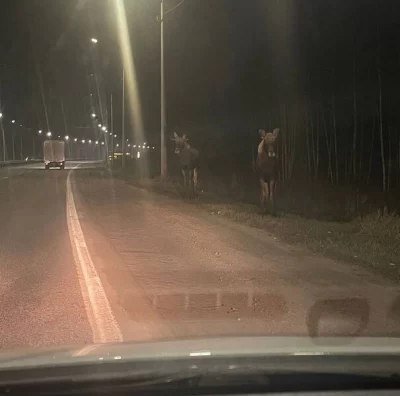 В Ярославской области у лосей начался период гона