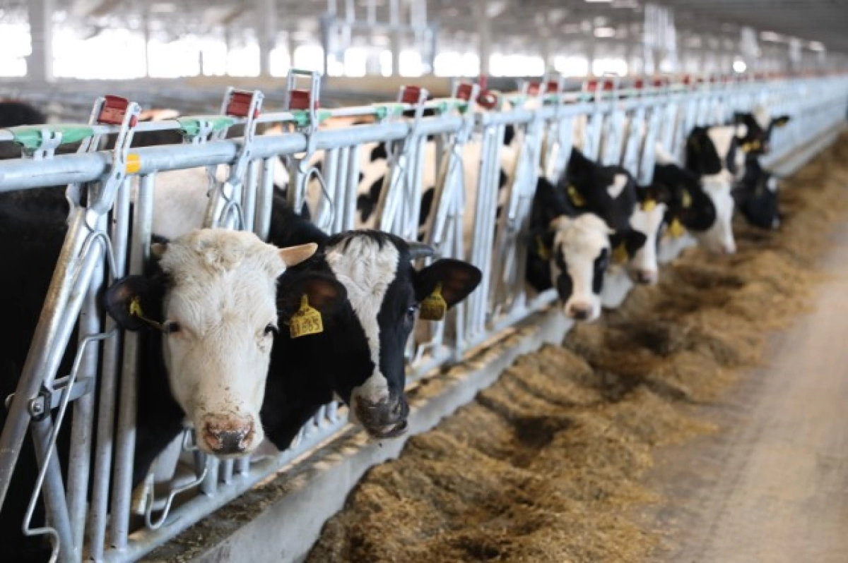 Вынесен приговор разводившим фантомных коров фермерам-мошенникам