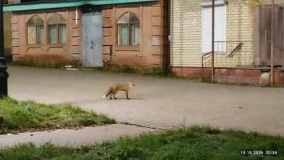 В Ярославской области жители все чаще замечают лис в городах&nbsp;
