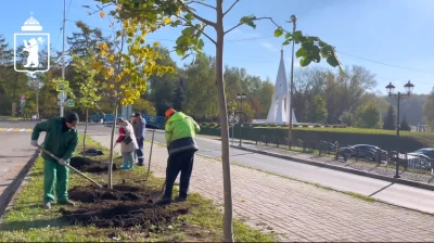 В Ярославле планируют высадить более двух тысяч деревьев
