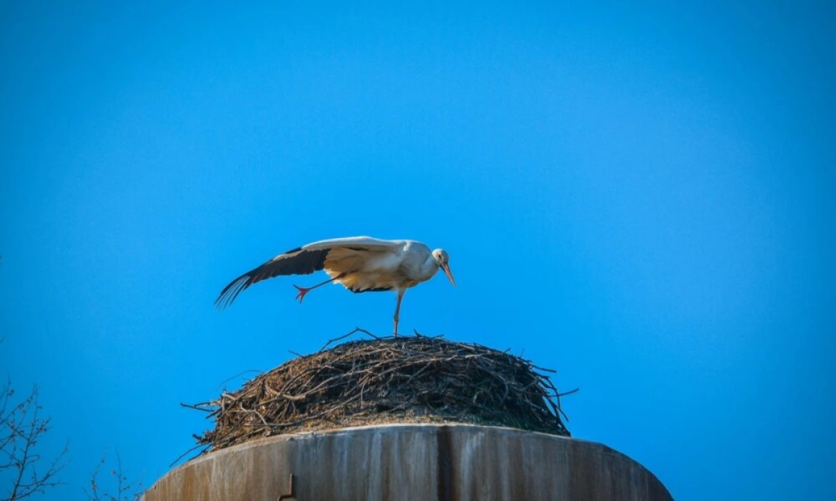 В Ярославскую область прилетели первые аисты В Ярославскую область прилетели первые аисты
