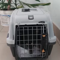 В Ярославле спасли запертую в квартире &laquo;голой женщины&raquo; собачку