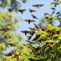 В Ярославле суд взыскал в пользу туристок компенсацию за брачные игры китайских цикад