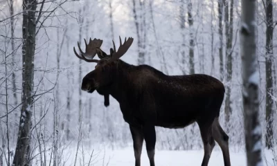 В Ярославской области двух браконьеров судили за «снятый со школьника пиджак»