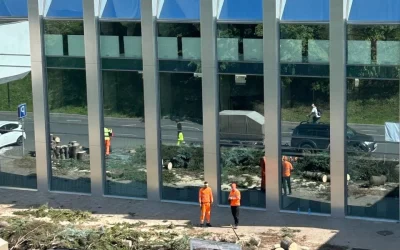 В Ярославле затянулась «реновация» срубленных голубых елей у Речного вокзала