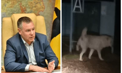 Ярославский губернатор потребовал жесткой реакции на жалобы о нападениях собак